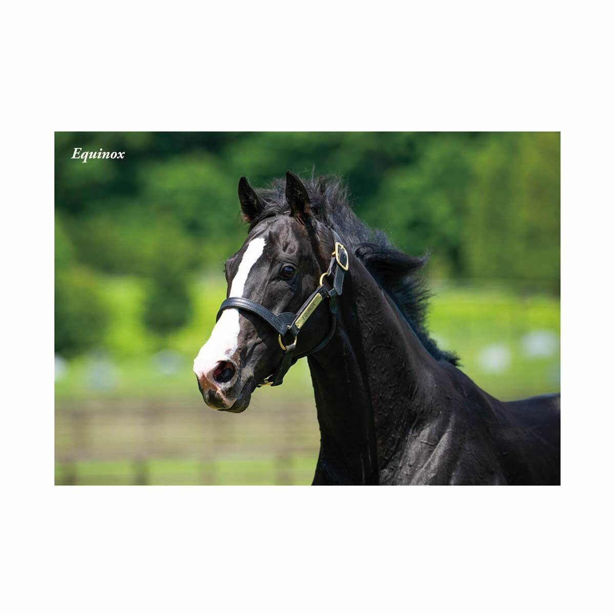 競馬グッズの通販サイト ノーザンホースパーク オンラインショップ