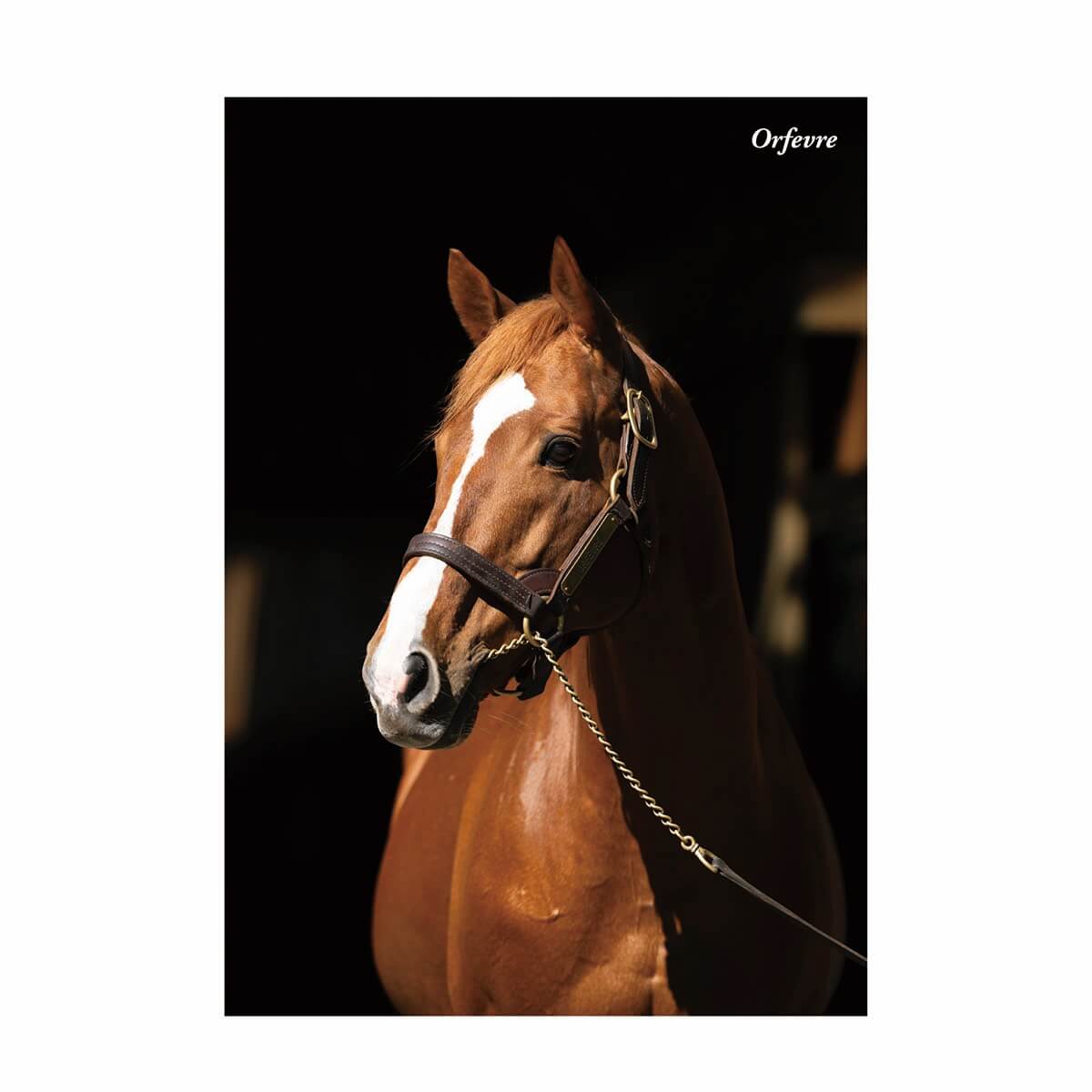 オルフェーヴル　たてがみ オルフェーヴル たてがみ ノーザンホースパーク 11/1まで ☆競馬☆オ