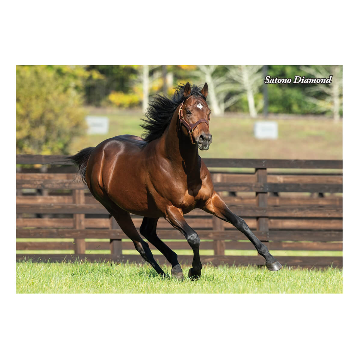 すべての商品 - 競馬グッズの通販サイト ノーザンホースパーク