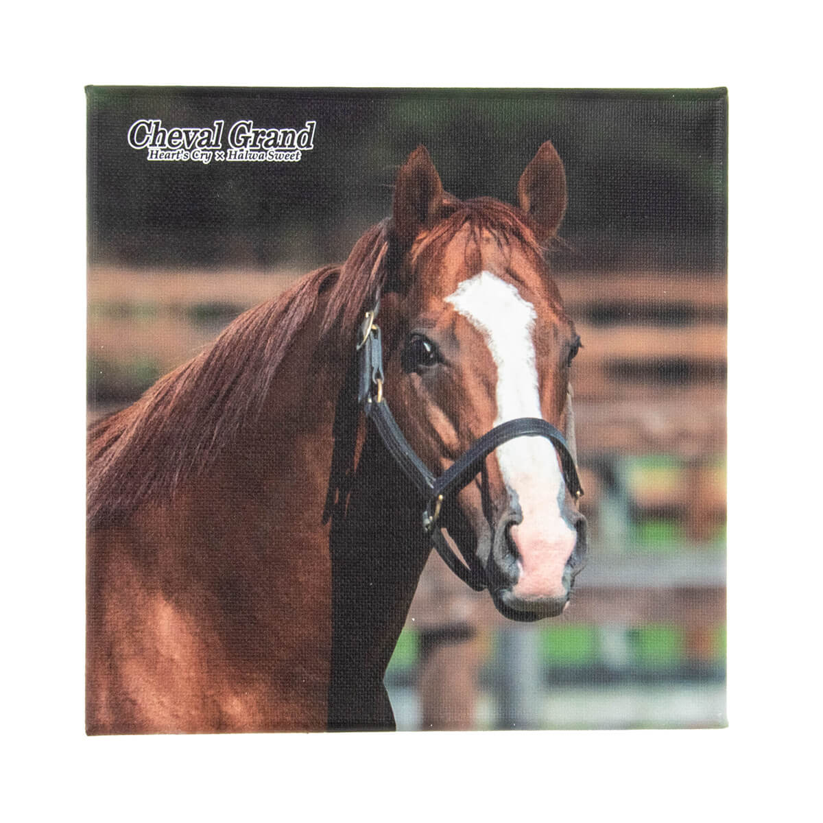 ♘ミスターシービー　七宝焼　銘々皿　5枚セット♘　競馬　馬 すべての商品 - 競馬グッズの通販サイト ノーザンホースパーク