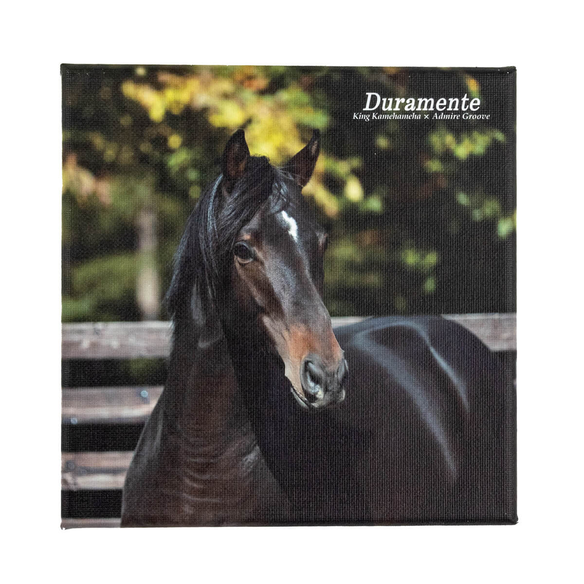 種牡馬 - 競馬グッズの通販サイト ノーザンホースパーク