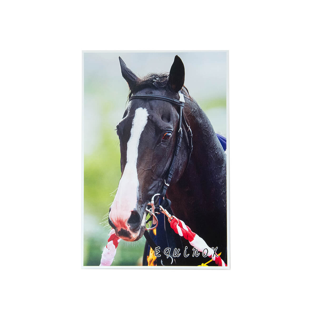 ポストカード イクイノックス 7枚セット「引退記念」 - 競馬グッズの