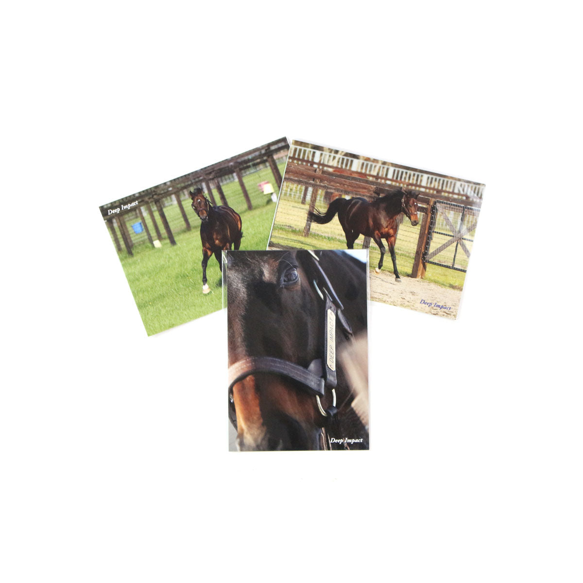 オリジナルポストカード ディープインパクト - 競馬グッズの通販サイト