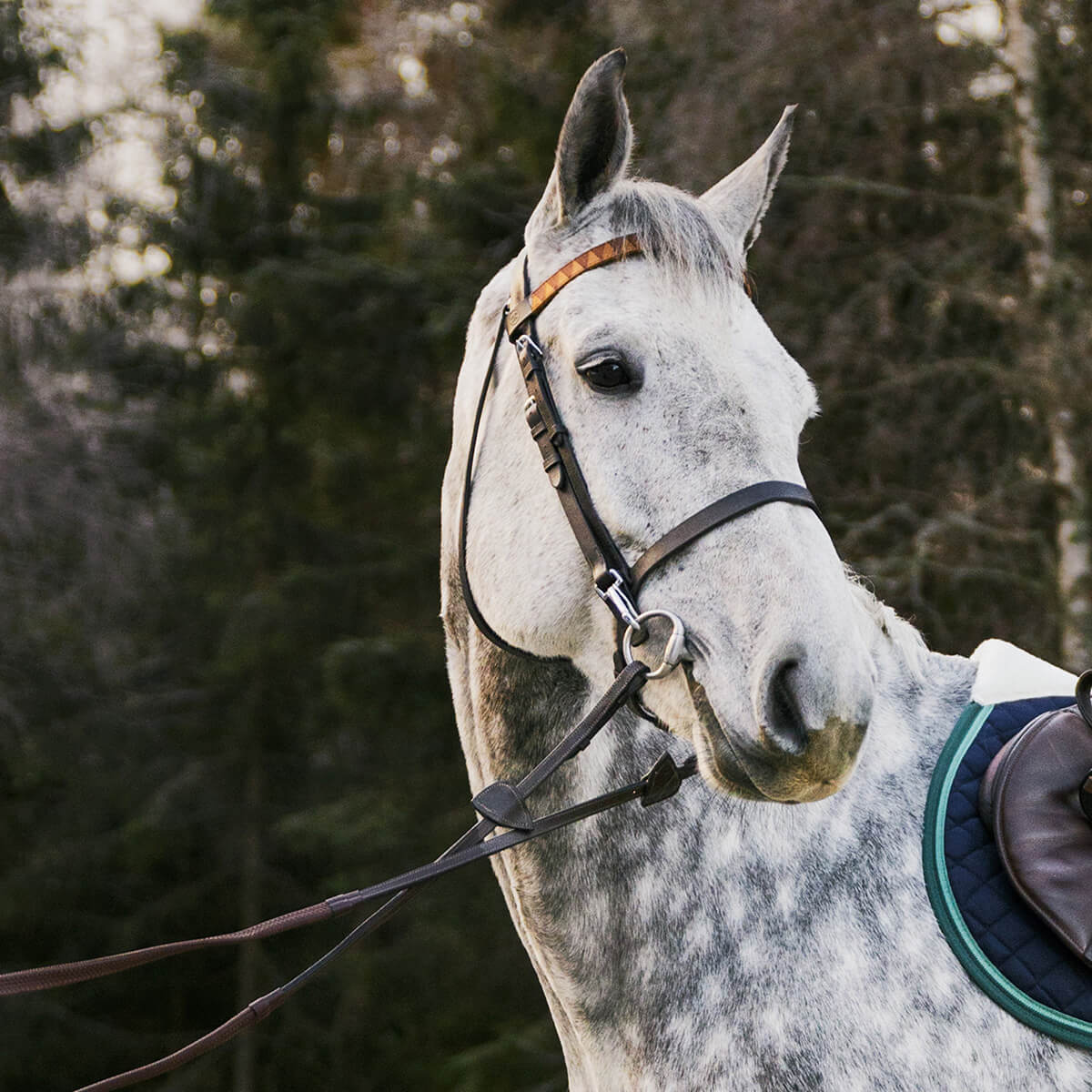 SHARKTOOTH HORSE BROWBAND シャークトゥースのブローバンド(額革